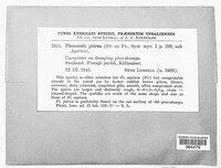Image of Gymnopilus picreus